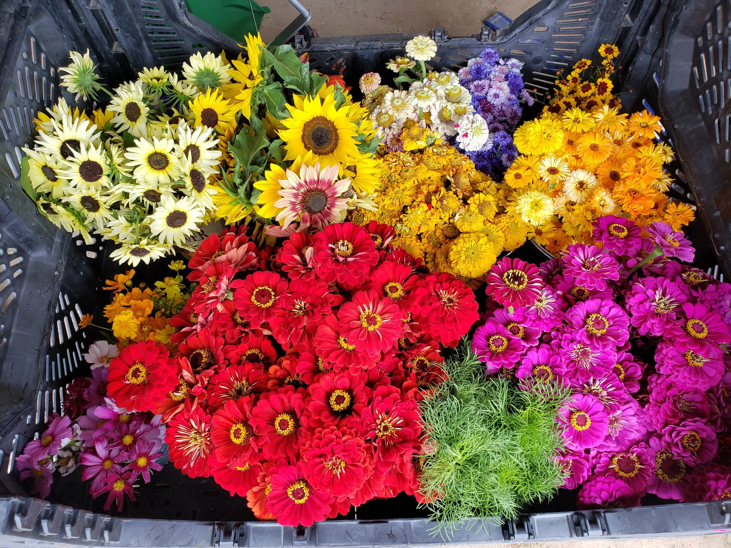Assorted colorful flowers, including sunflowers, zinnias, and daisies, arranged in a black crate.