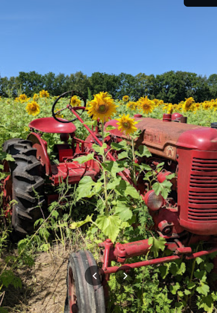 A red vintage tractor in a sunflower field under clear blue sky.