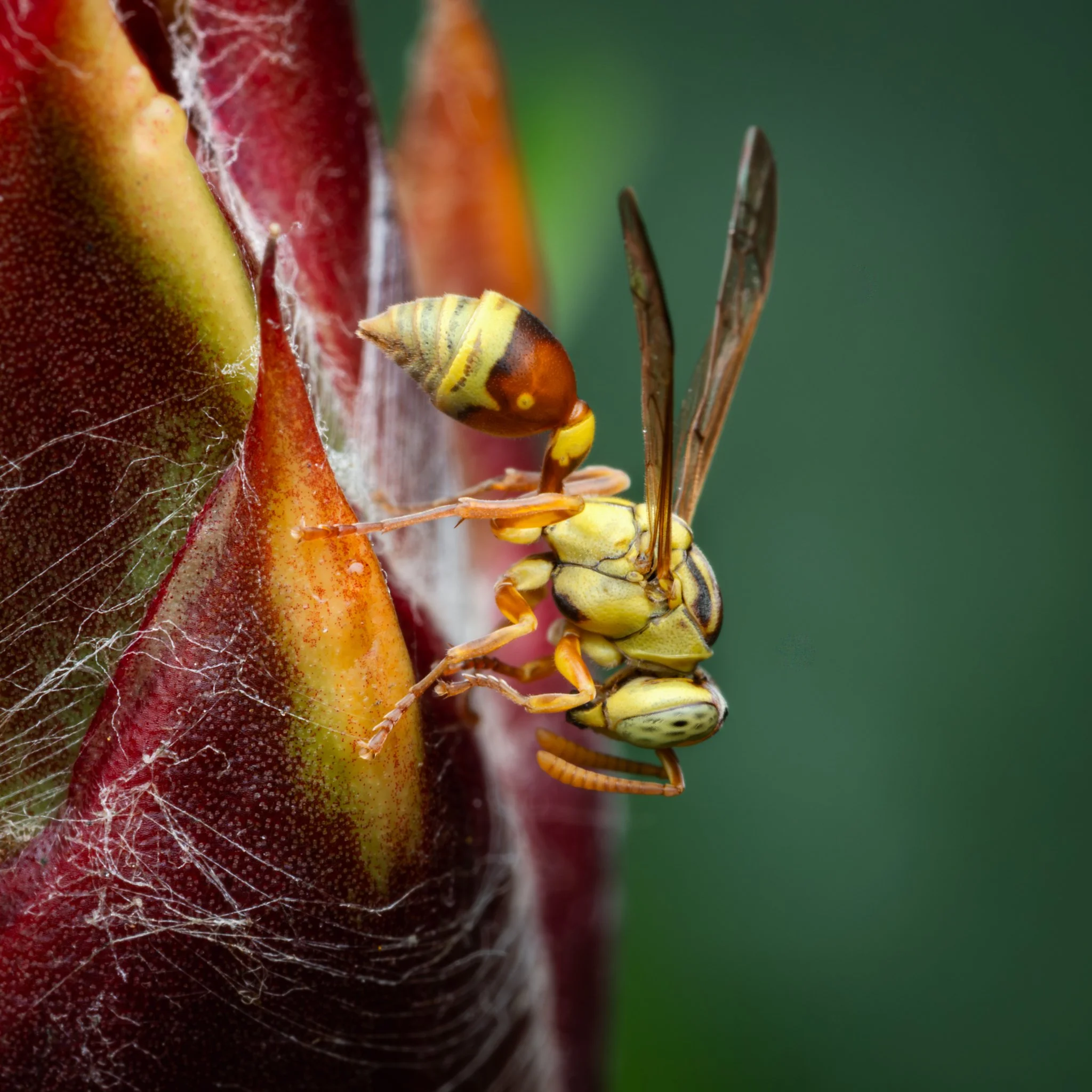 Yellow Brown Paper Wasp (Ropalidia romandi) - Queensland, Australia