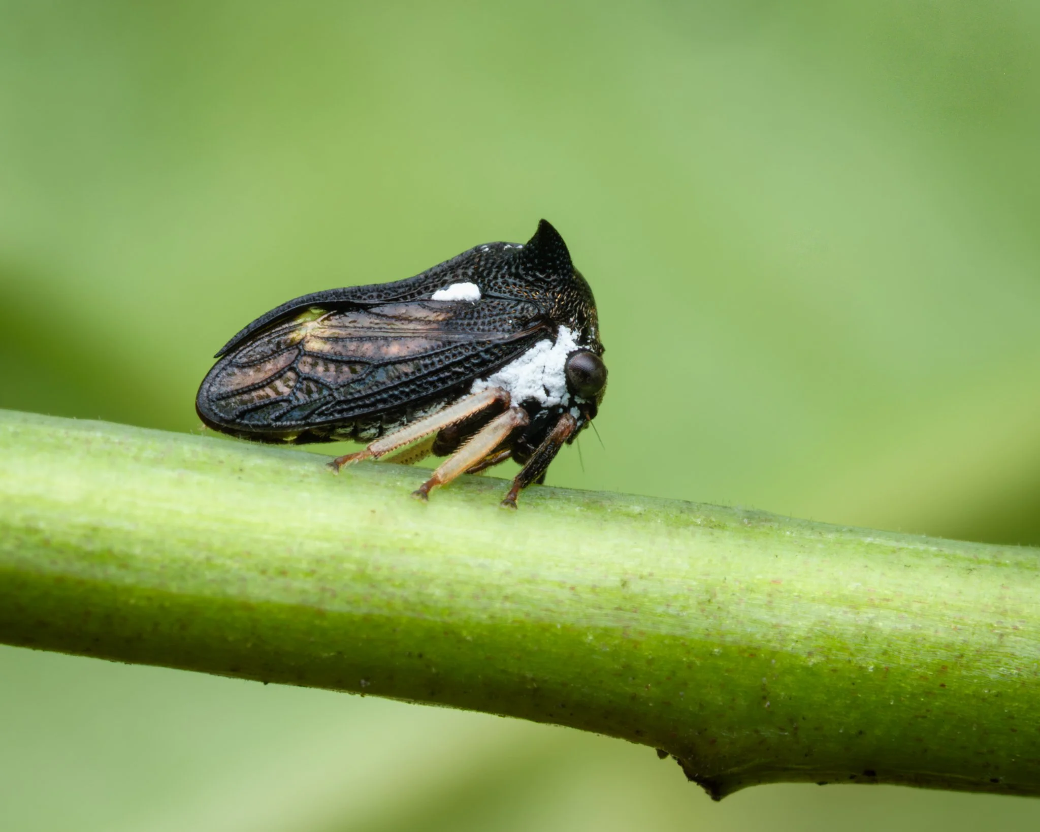 Tiny Two-Spined Treehopper (Pogonella minatus) - Queensland, Australia