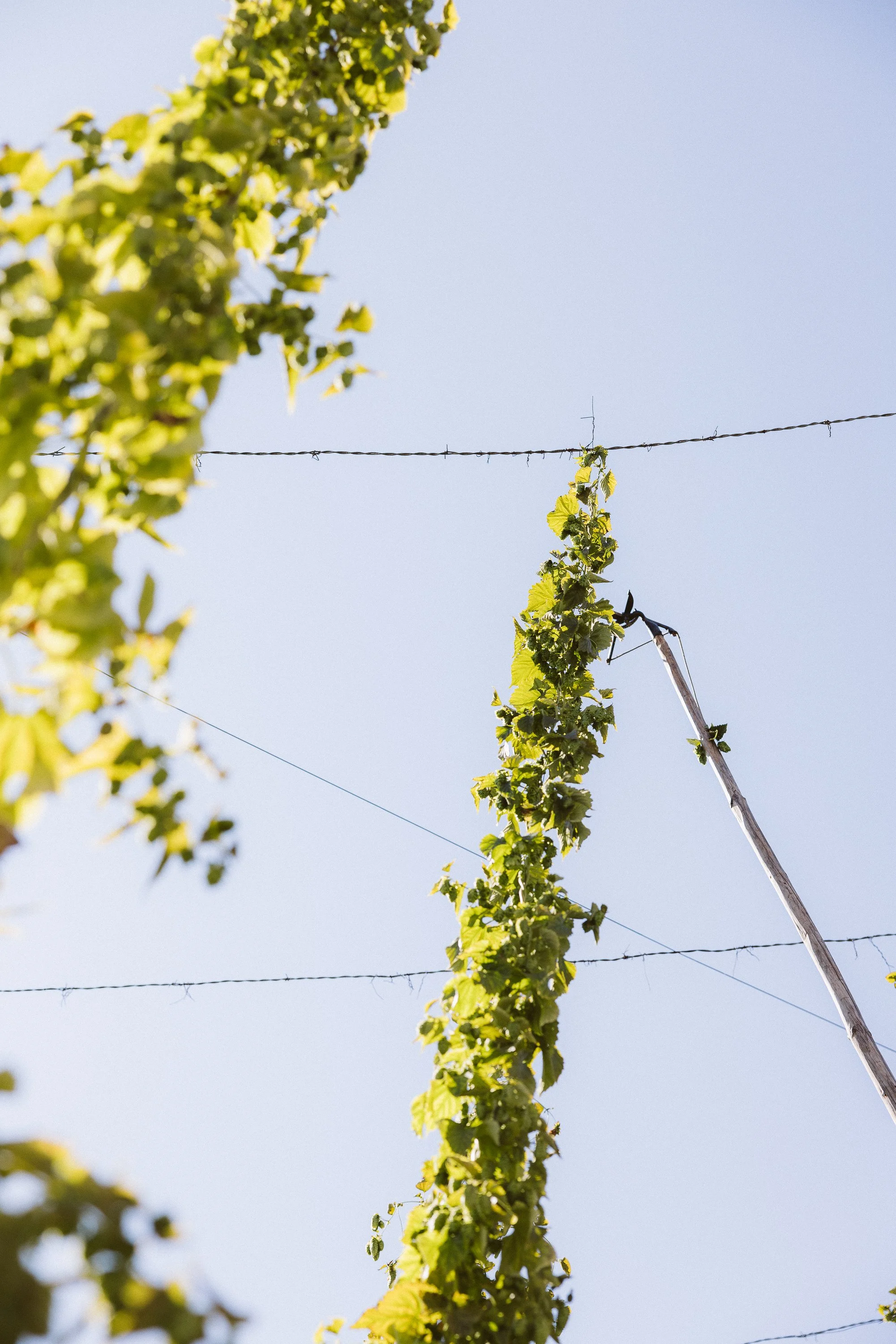 Trumer-Hopfenerntefest-2023 (6).jpg
