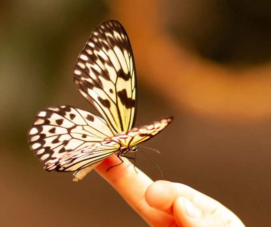 ZURÜCK ZU DIR - Verbinde dich mit deiner Intuition