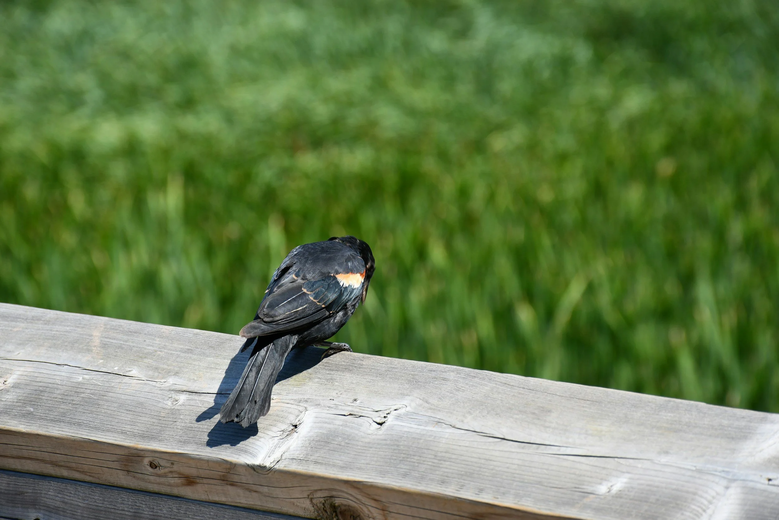 A black bird with orange and white markings on its wings, perched on a wooden railing with a blurred green grassy background.