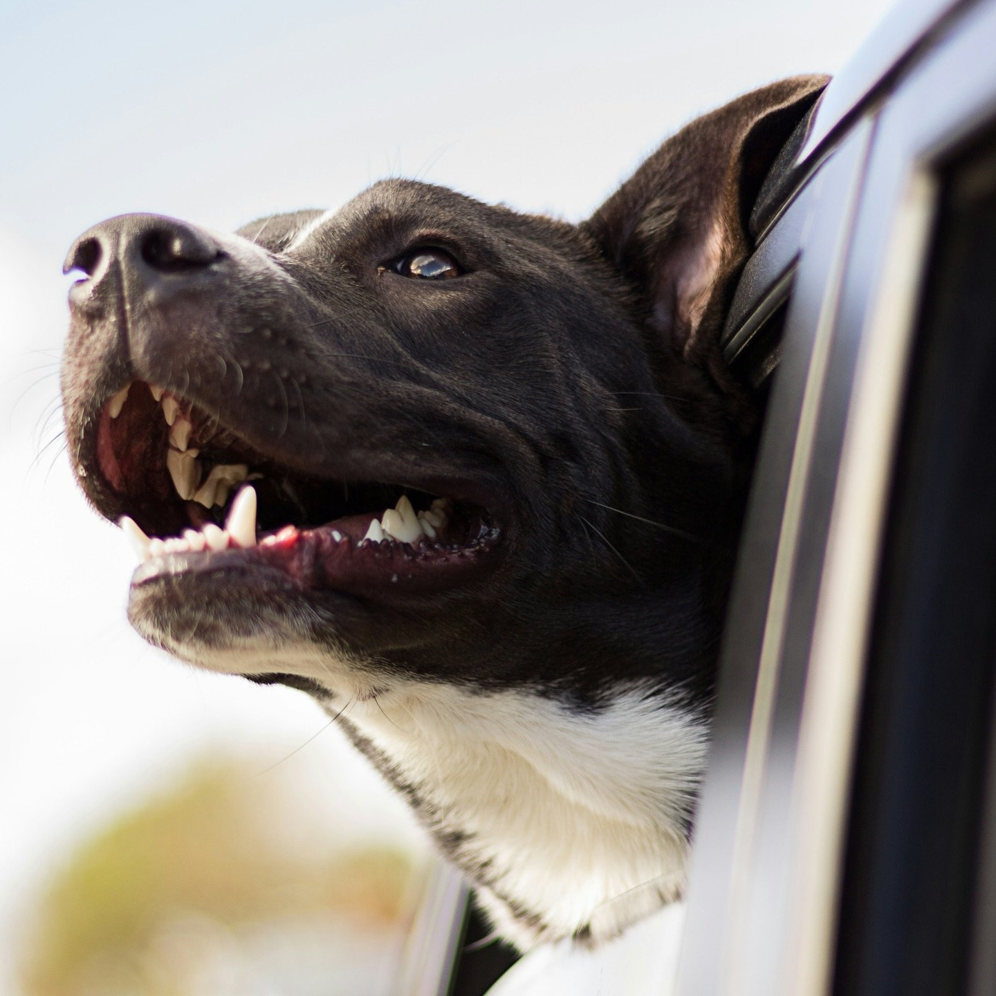 Starta din nya karri&auml;r hos Vetgig. Just nu har vi m&aring;nga f&ouml;rfr&aring;gningar i G&ouml;teborgsomr&aring;det och andra delar av V&auml;stra G&ouml;talandsregionen och beh&ouml;ver d&auml;rf&ouml;r anst&auml;lla fler legitimerade veterin&