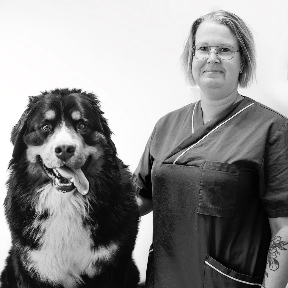 Så löste Vetlanda Djurklinik personalbehovet med rekrytering