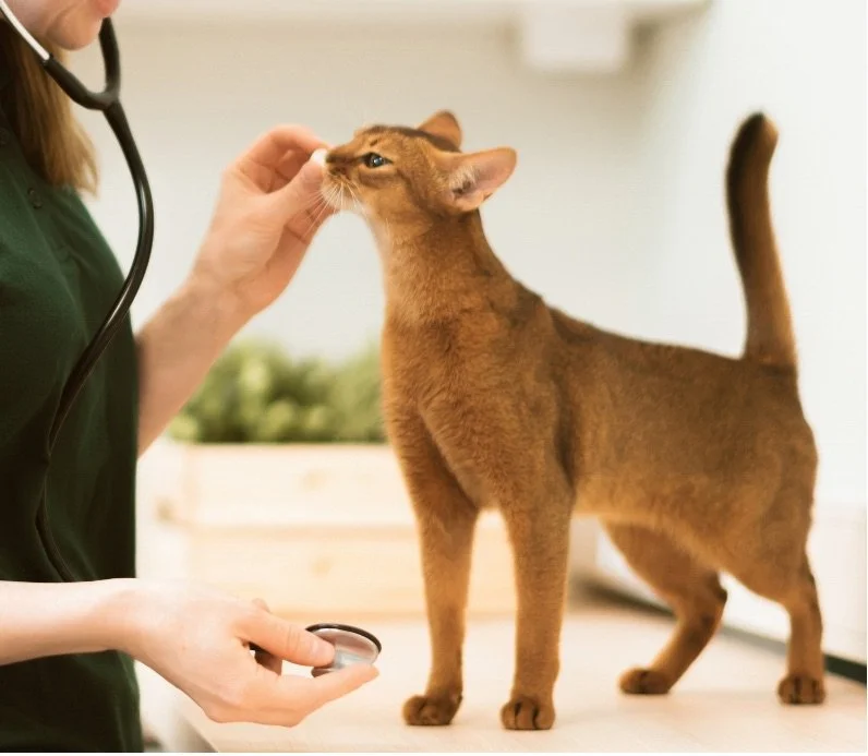 thumbnail_image002 (1).jpeg