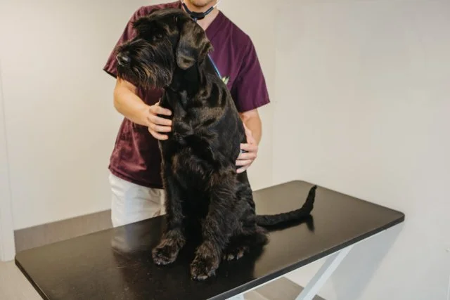besiktning_hund-1024x683.jpg