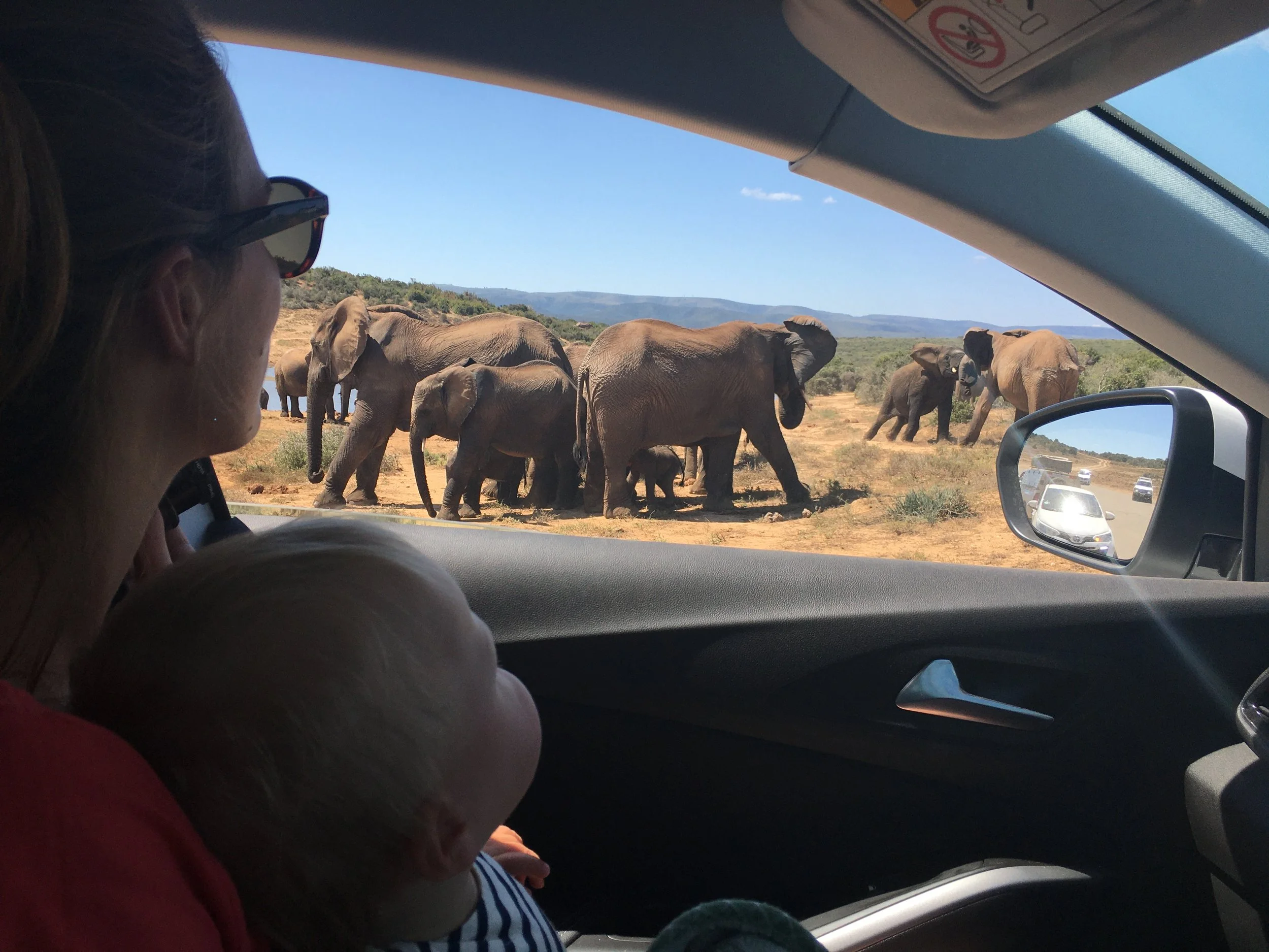 Addo Elephant park