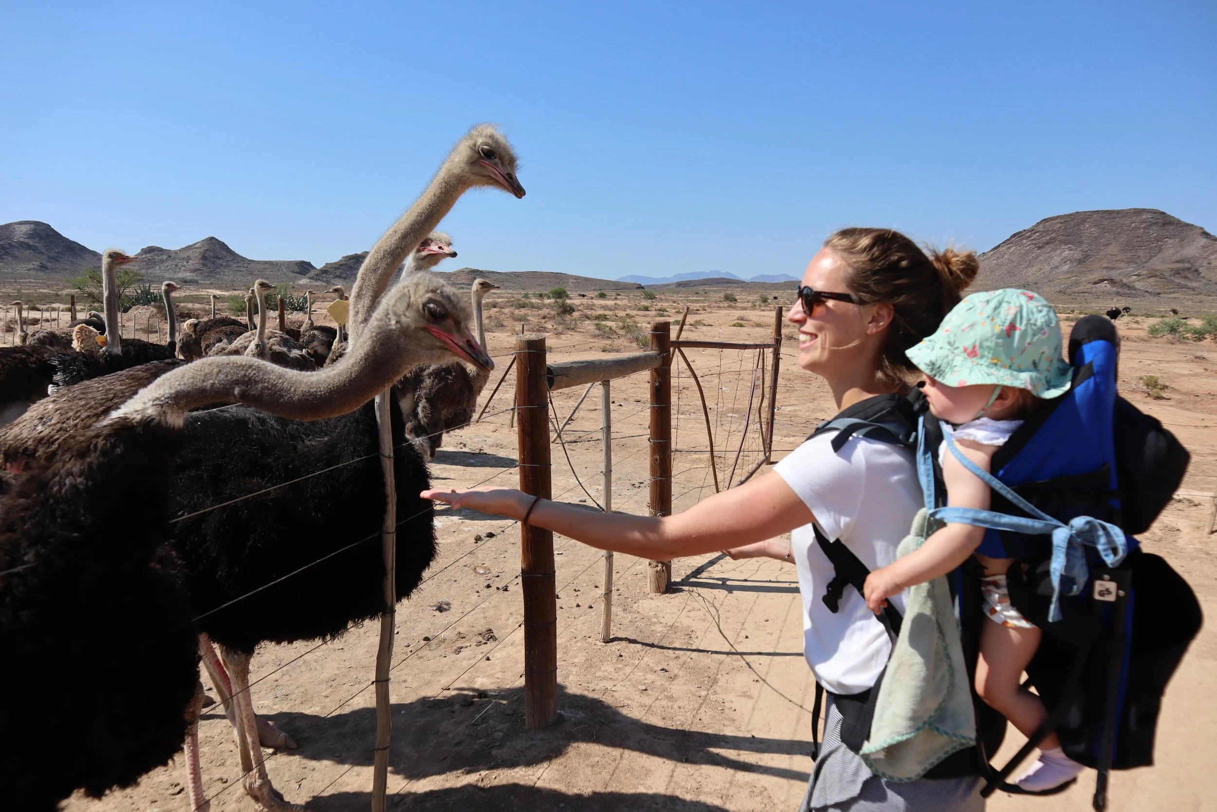 Struisvogels in Oudshoorn