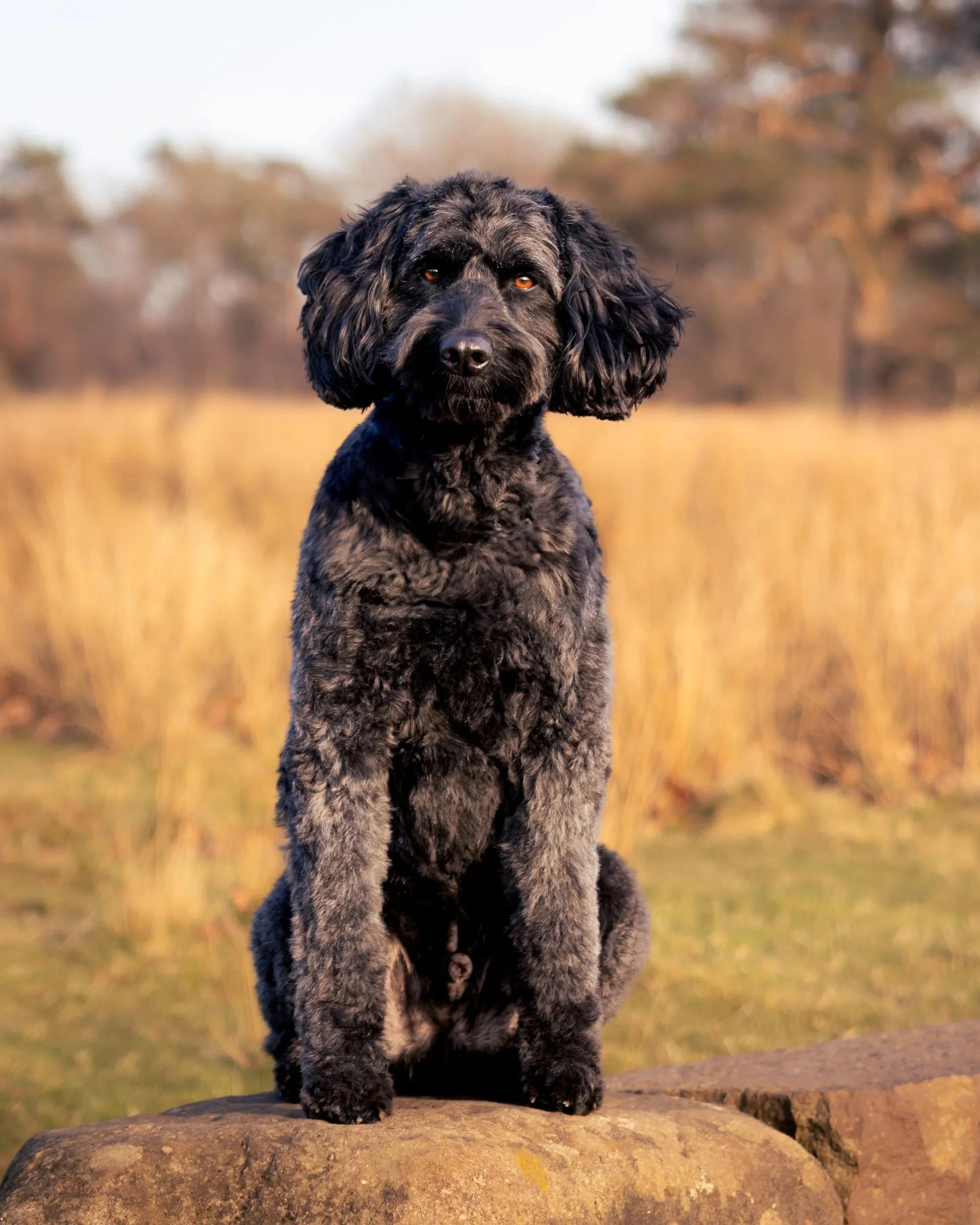 A cute black and gray curly-haired dog sitting on a rock in an outdoor field with trees in the background.