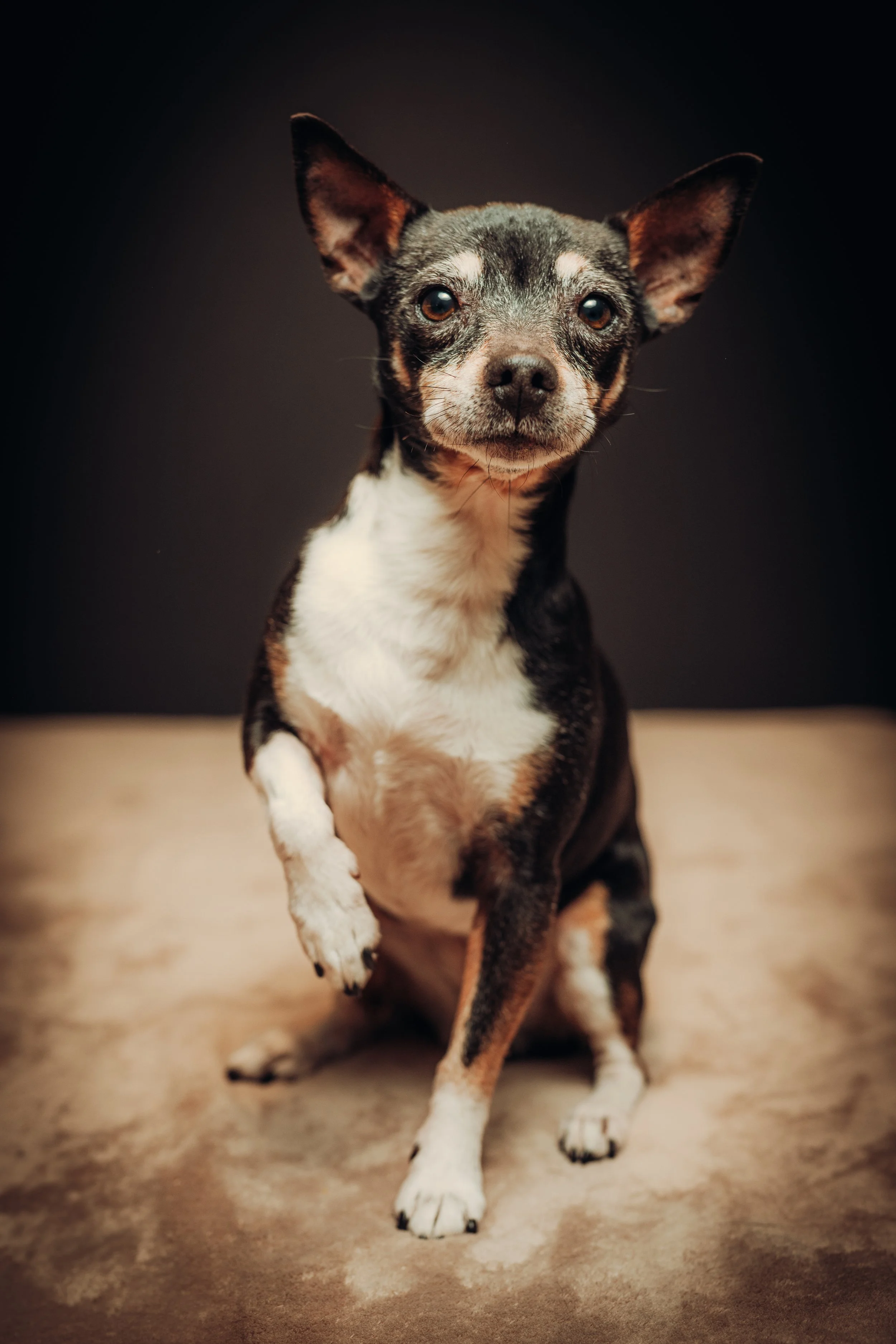 A small black and tan Chihuahua with large ears, sitting on a wooden surface against a dark background.