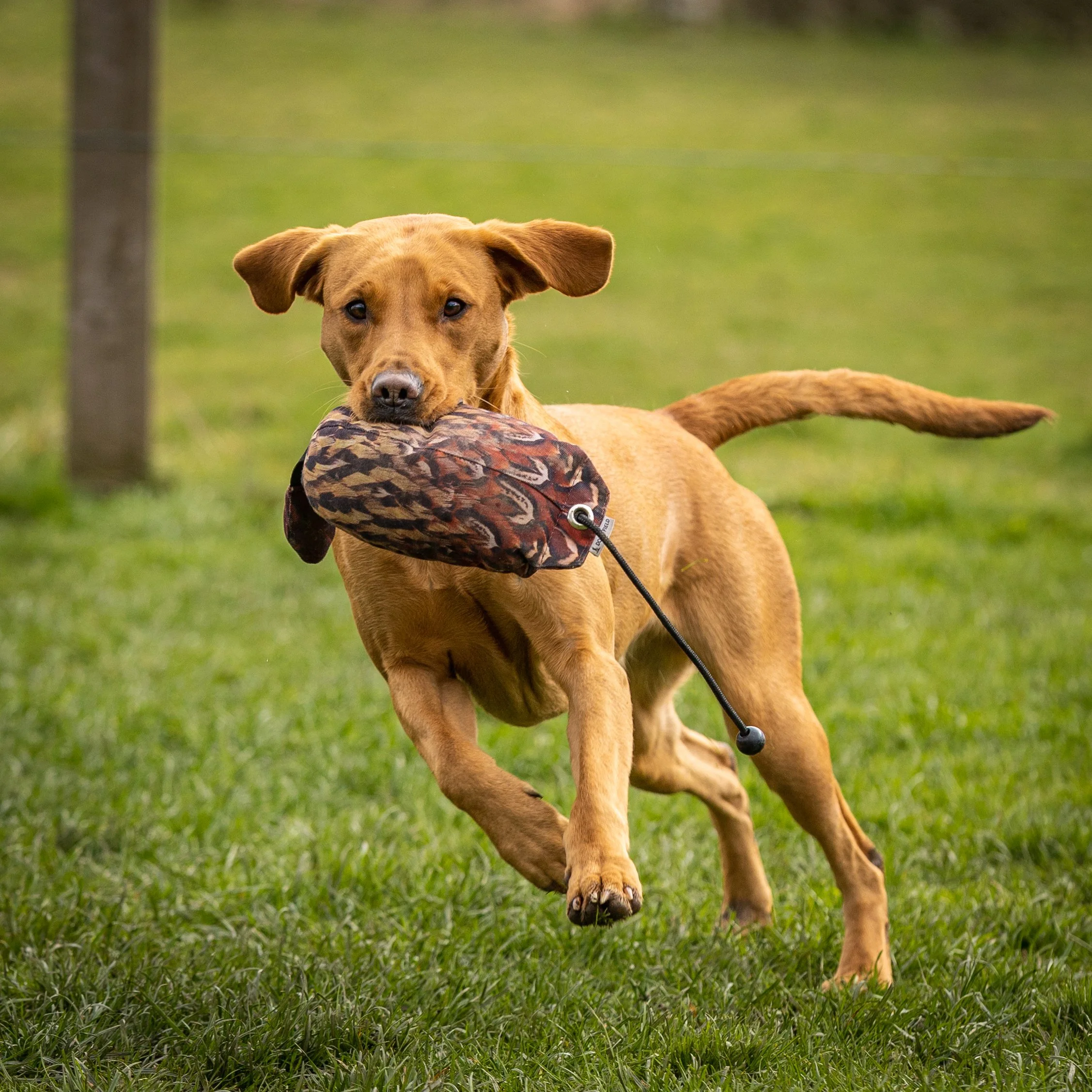 Dog running on grass with a toy in its mouth.