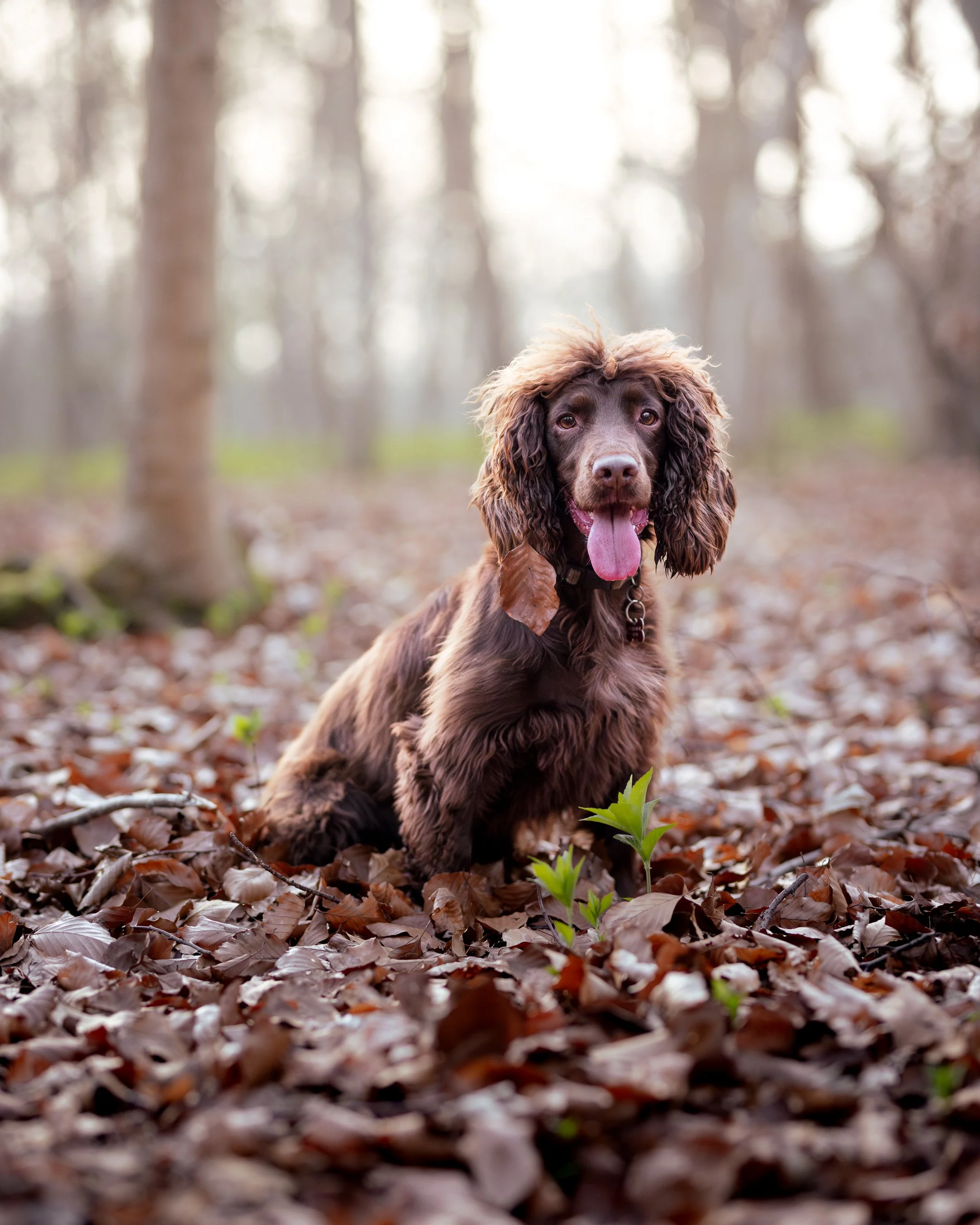 A spaniel enjoying her holiday while on a home boarding doggy holiday in Leeds