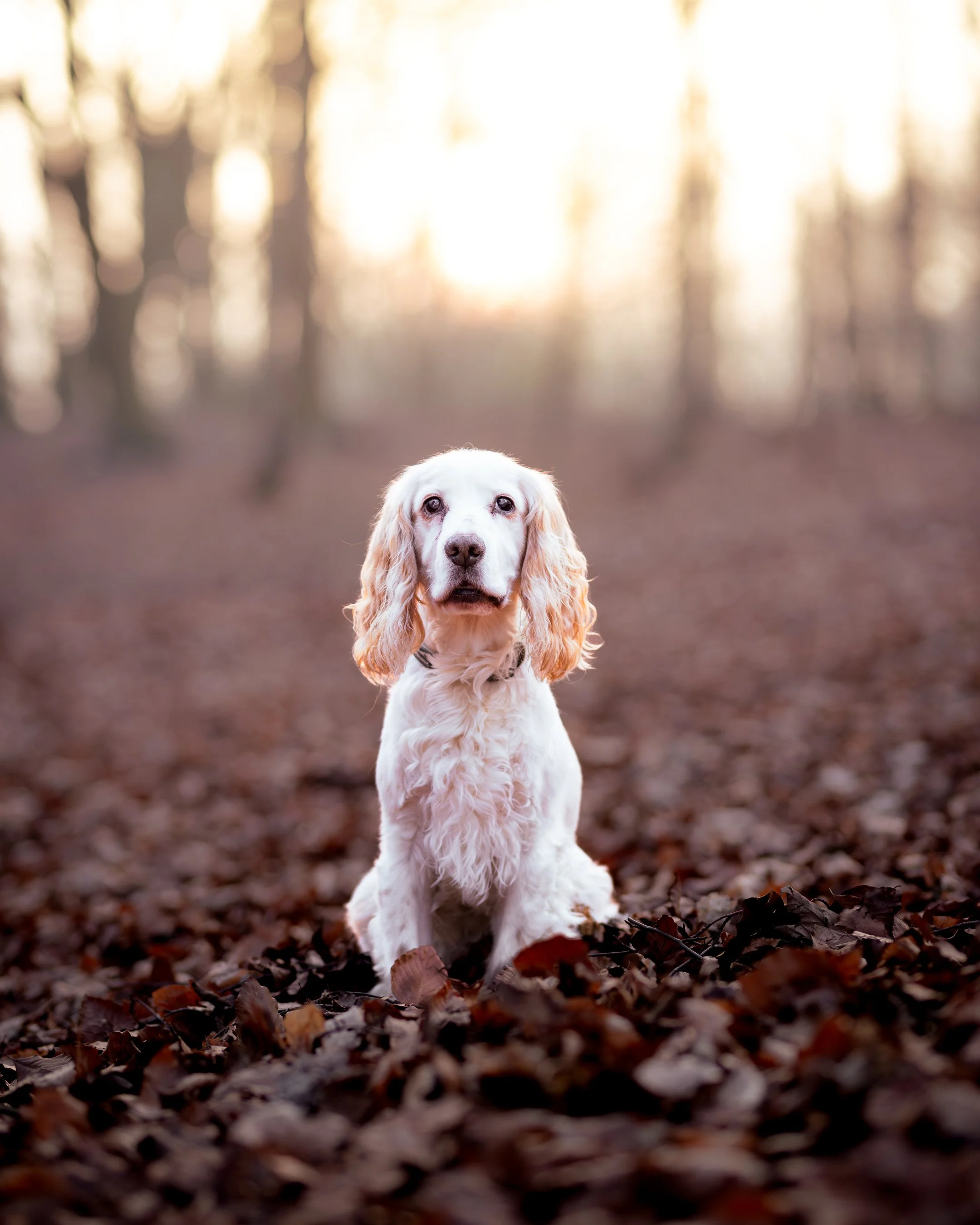 Cocker Spaniel out enjoying the local woods where our home boarding dogs go for exercise