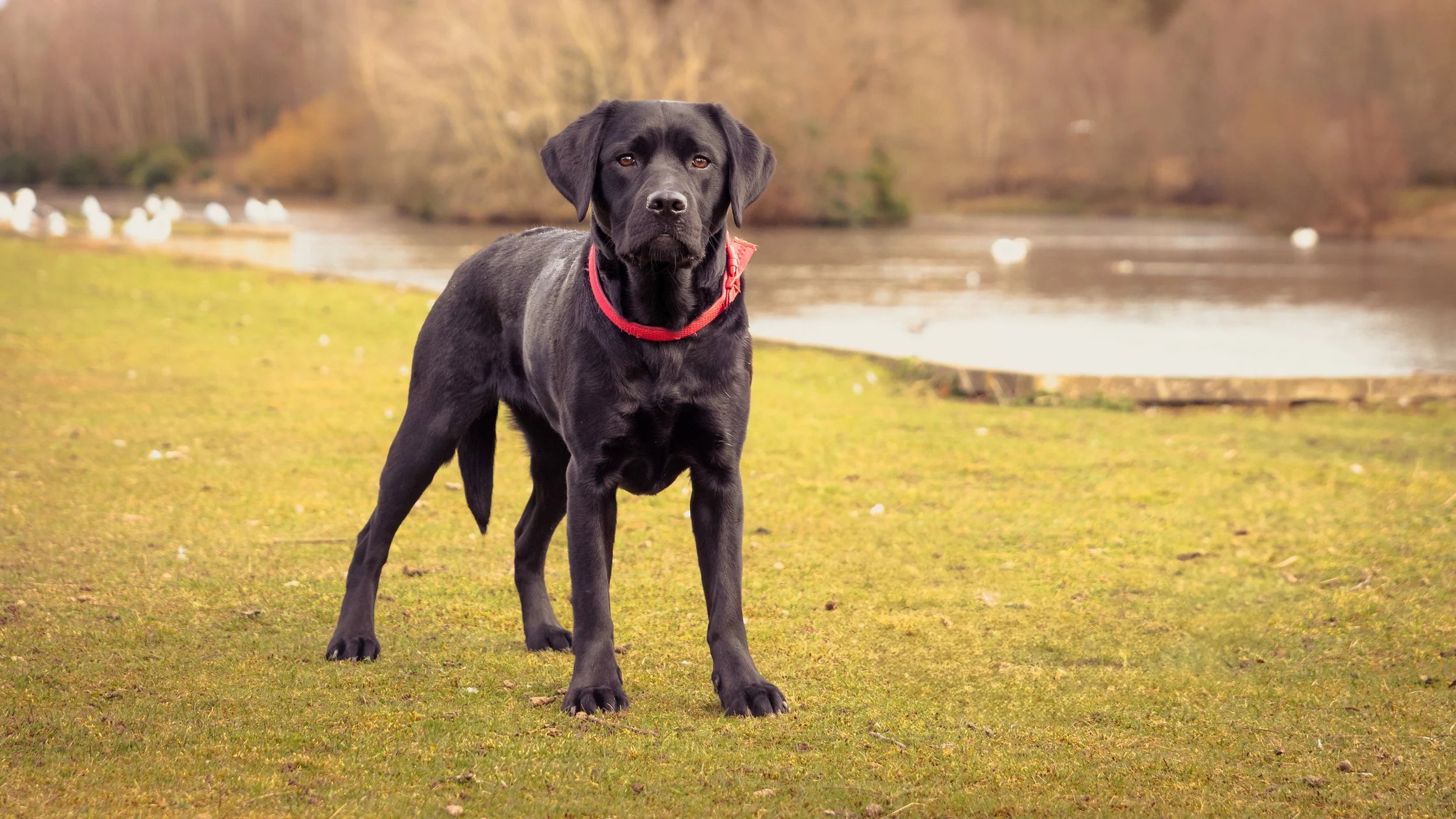 A black Labrador Retriever dog standing on grass near a body of water with trees in the background.