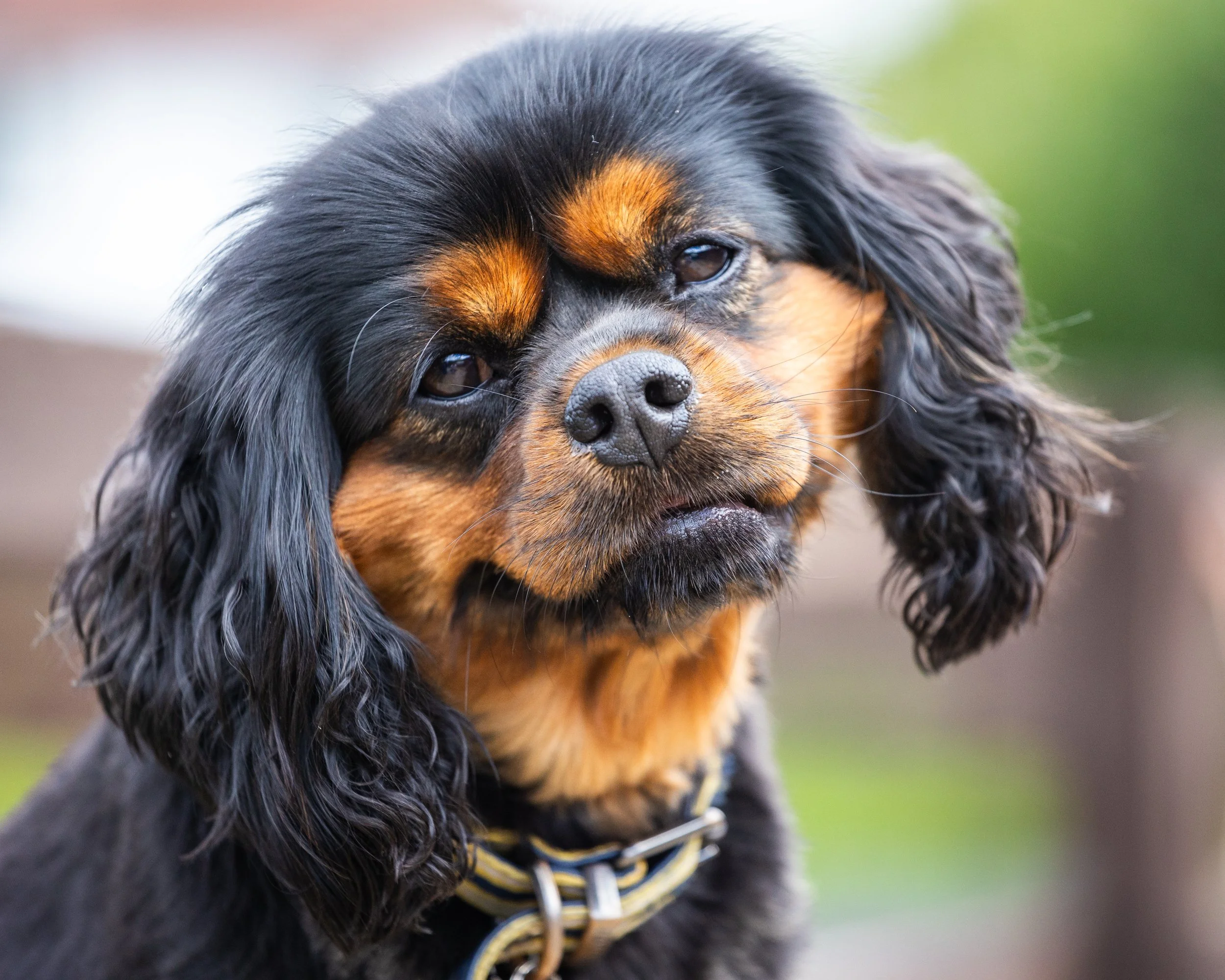 Cavalier King Charles Spaniel in for a groom in Leeds