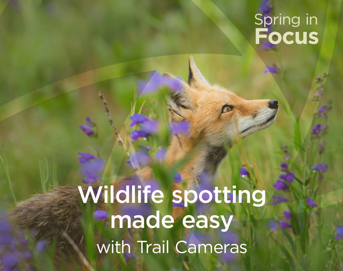 Email-Wildlife-in-FOCUS-Layers.gif
