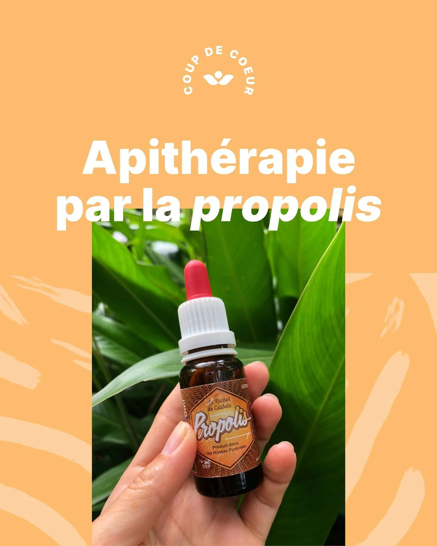 V&eacute;ritable couteau suisse, la propolis est dans ma trousse &agrave; pharmacie ❤️&zwj;🩹 depuis plusieurs ann&eacute;es. 

Elle permet de moduler notre immunit&eacute; en changement de saison en stimulant la production de cellules immunitaires. 