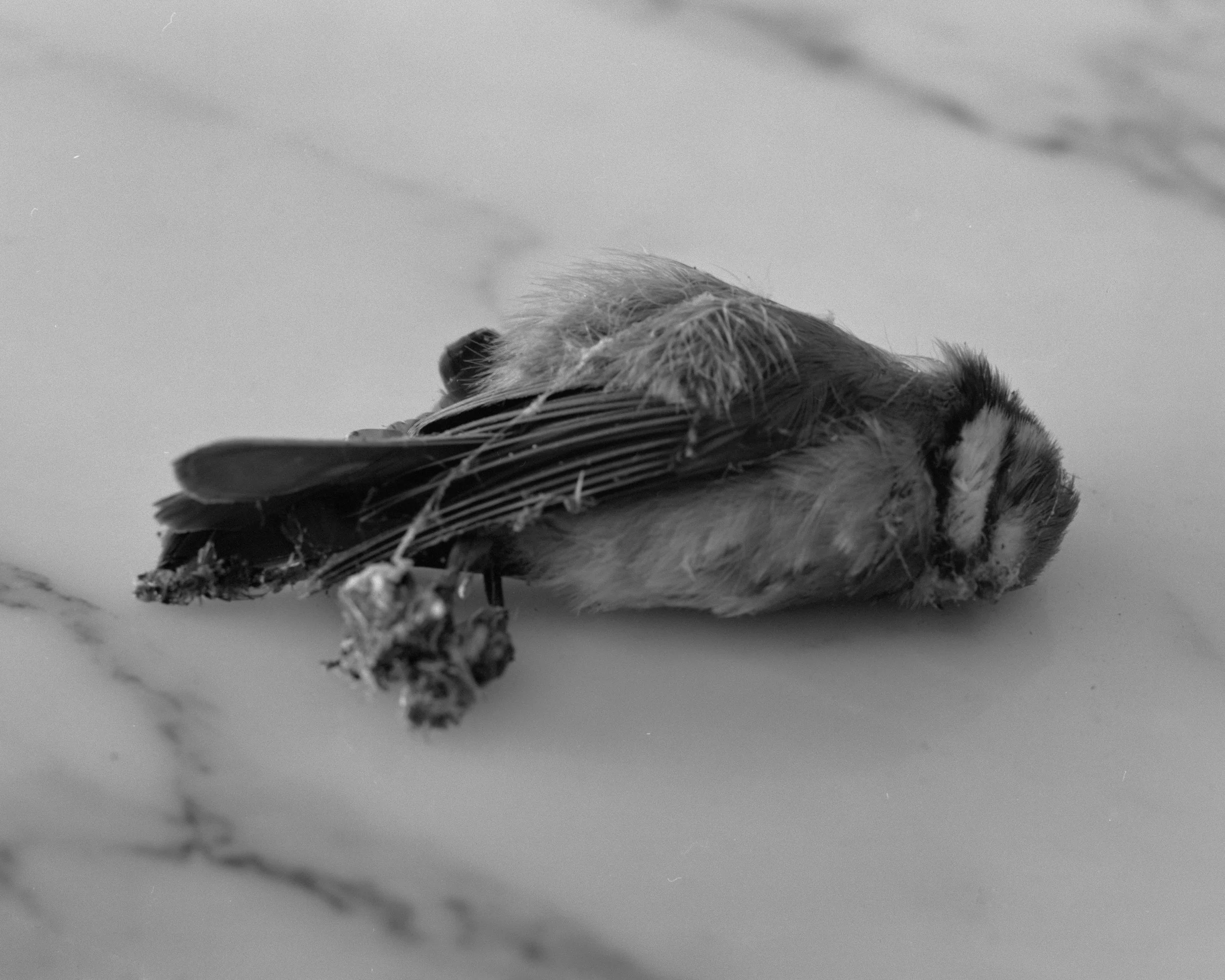 untitled-2.jpg