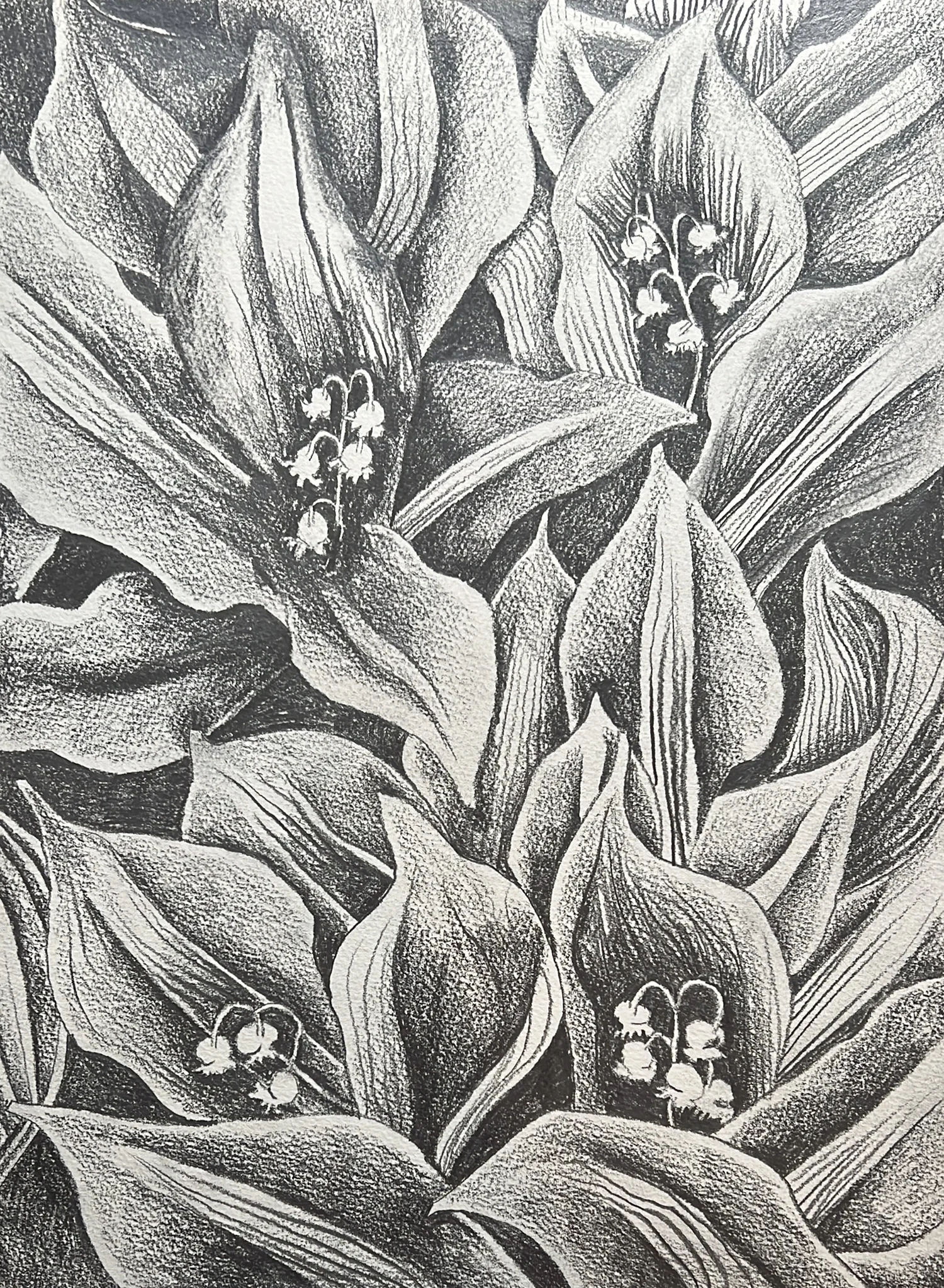 Lily of the Valley