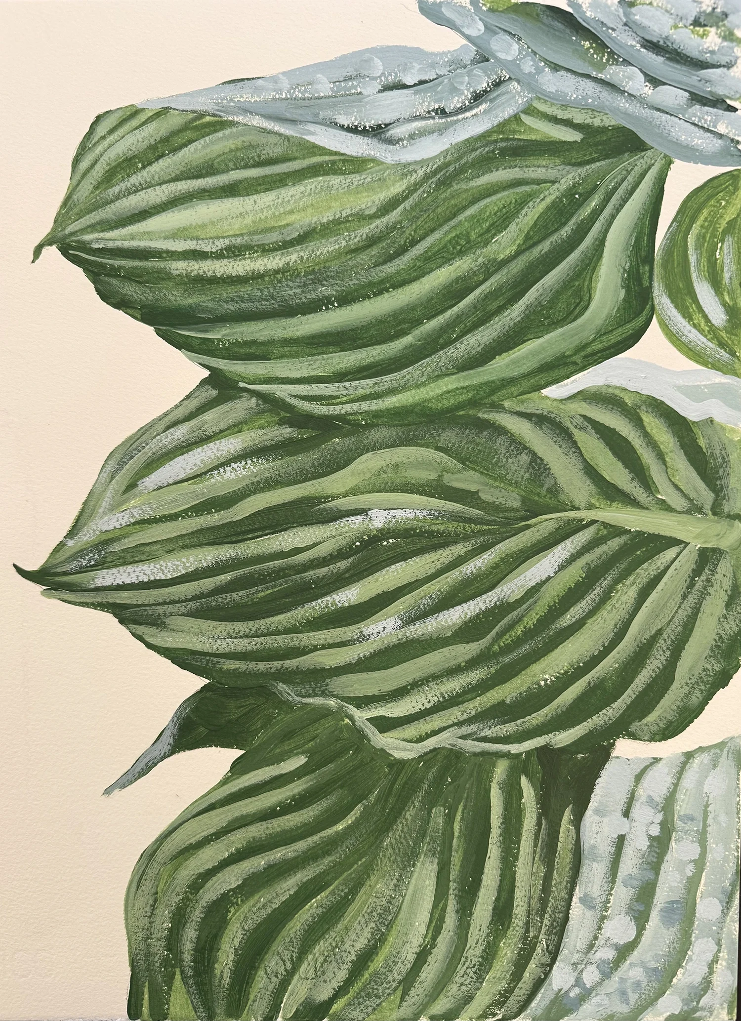 Hosta Leaves