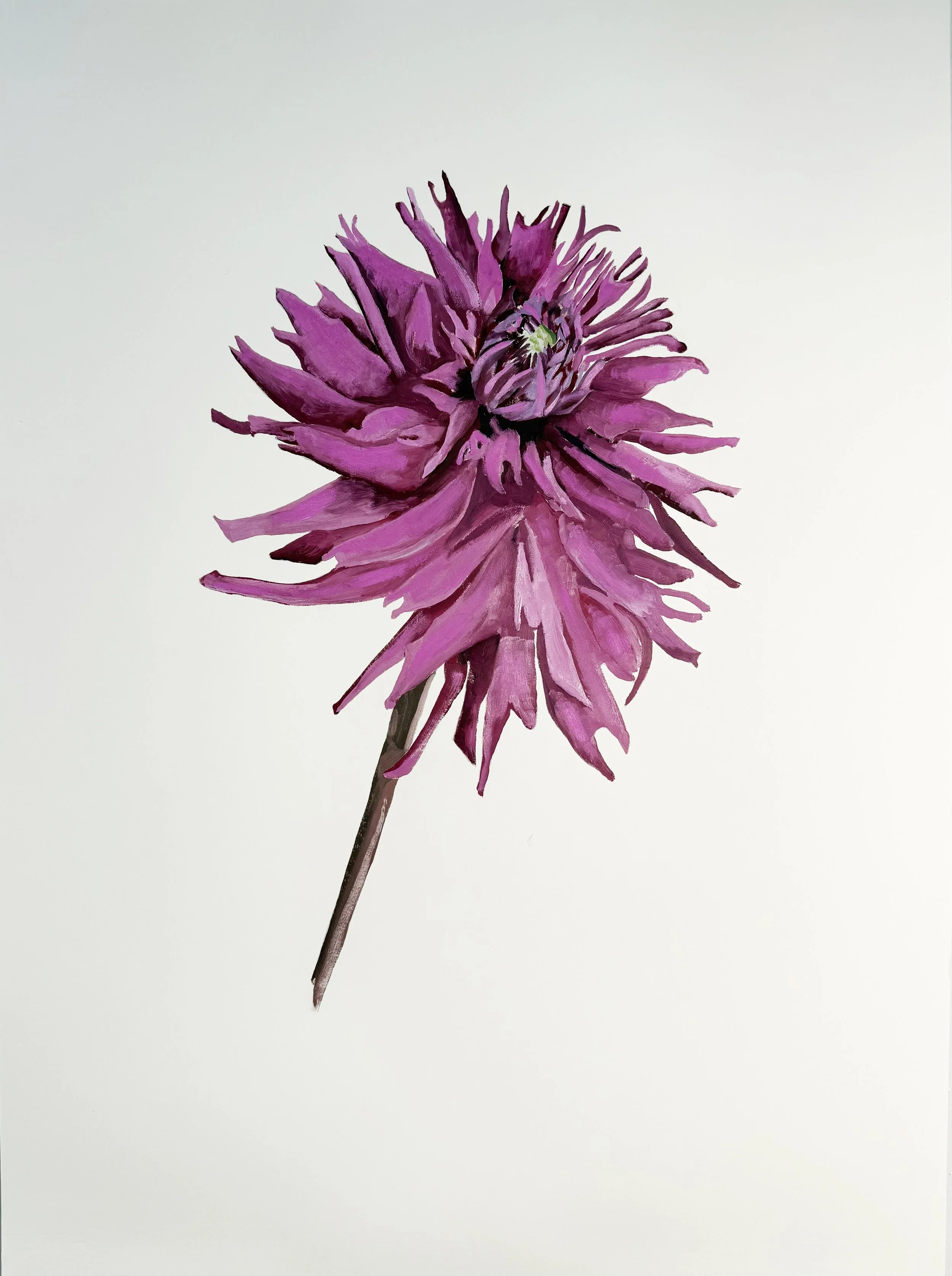 Hot Pink Dahlia