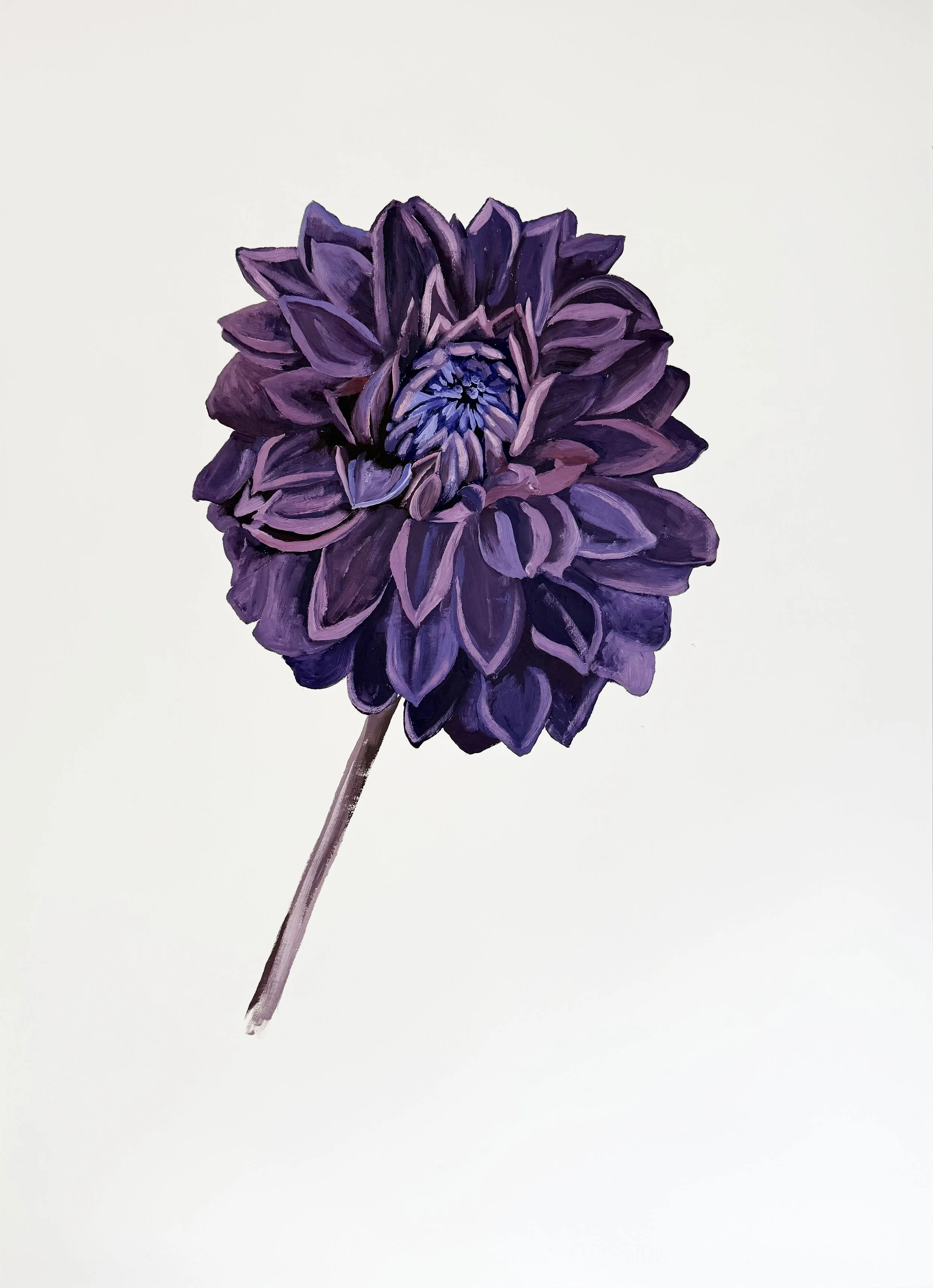 Garden Dahlia