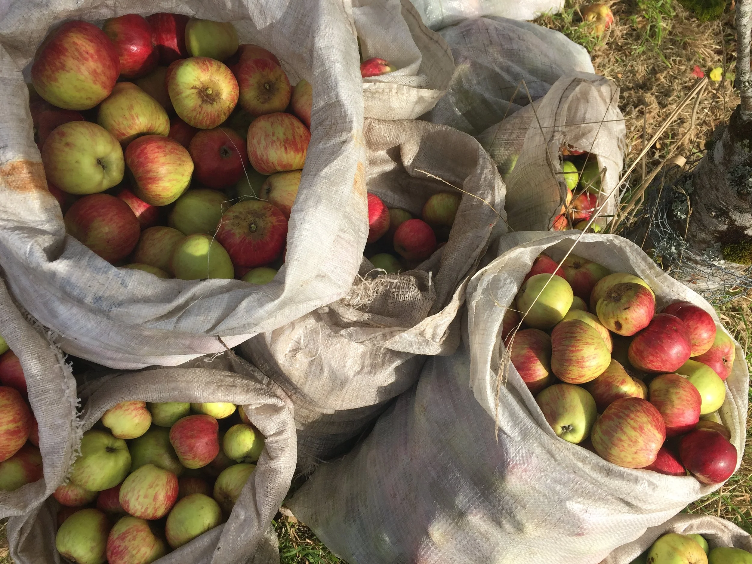 Parnham House apple day