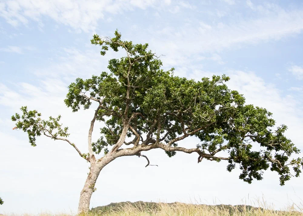 God's Own Children_STILL_003.jpg