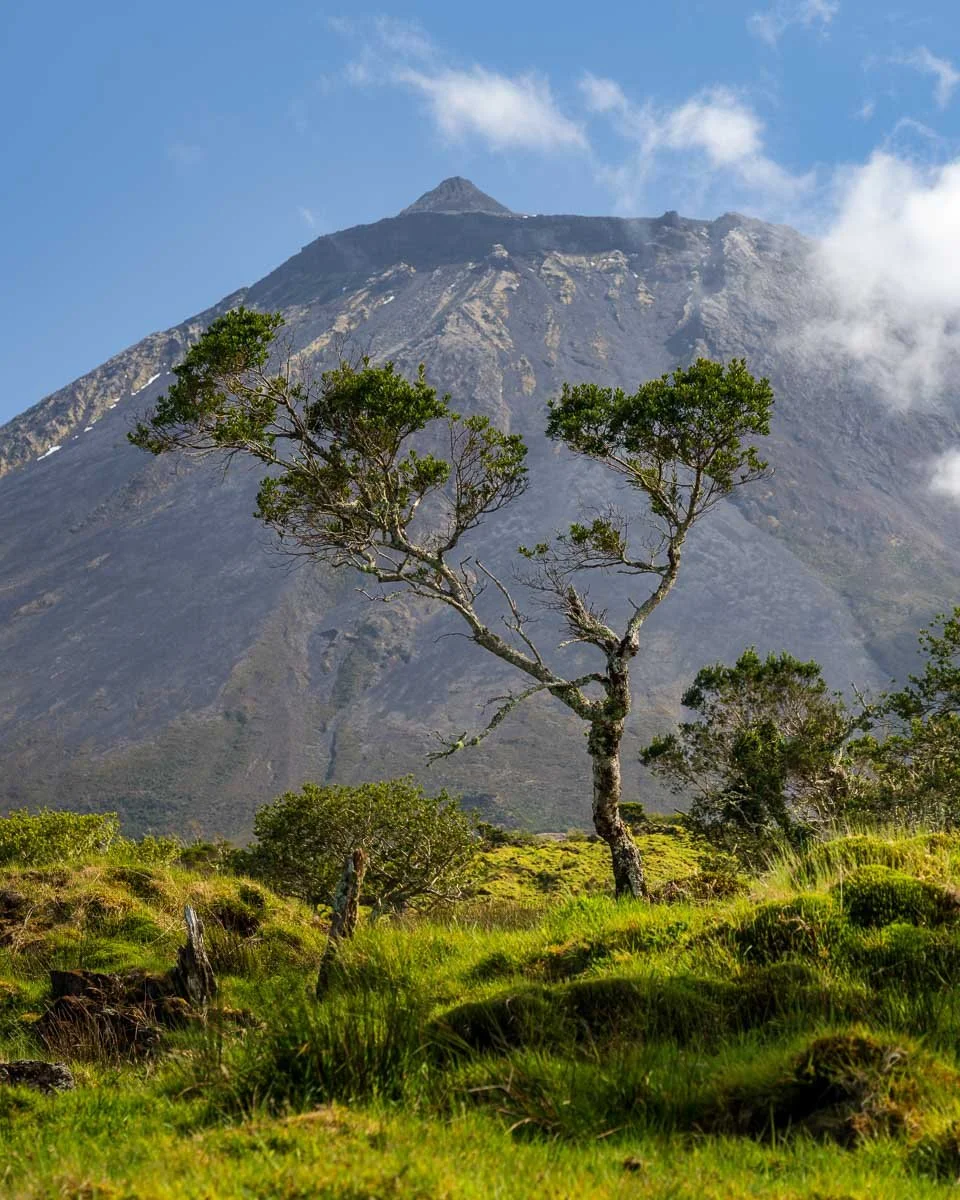 A lone tree with sparse leaves standing on a green grassy landscape with a mountain in the background under a partly cloudy sky.