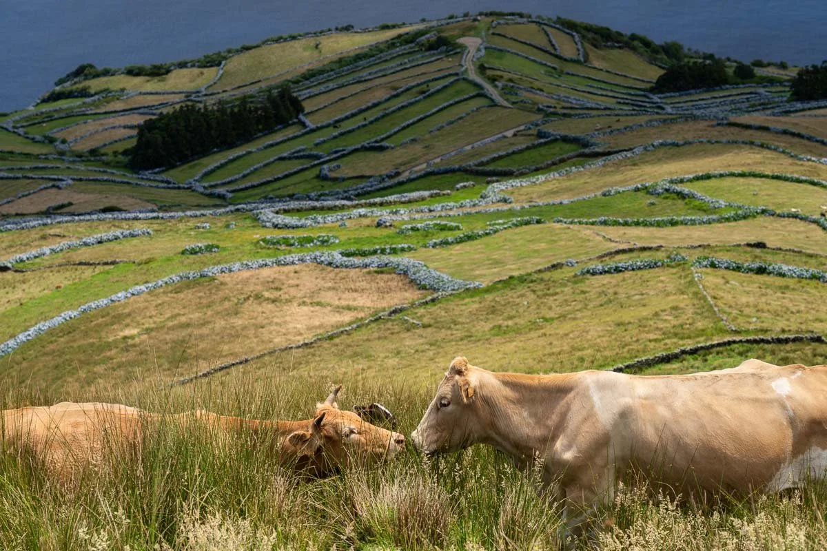 Cows grazing in a grassy field with terraced green hills and stone walls in the background.