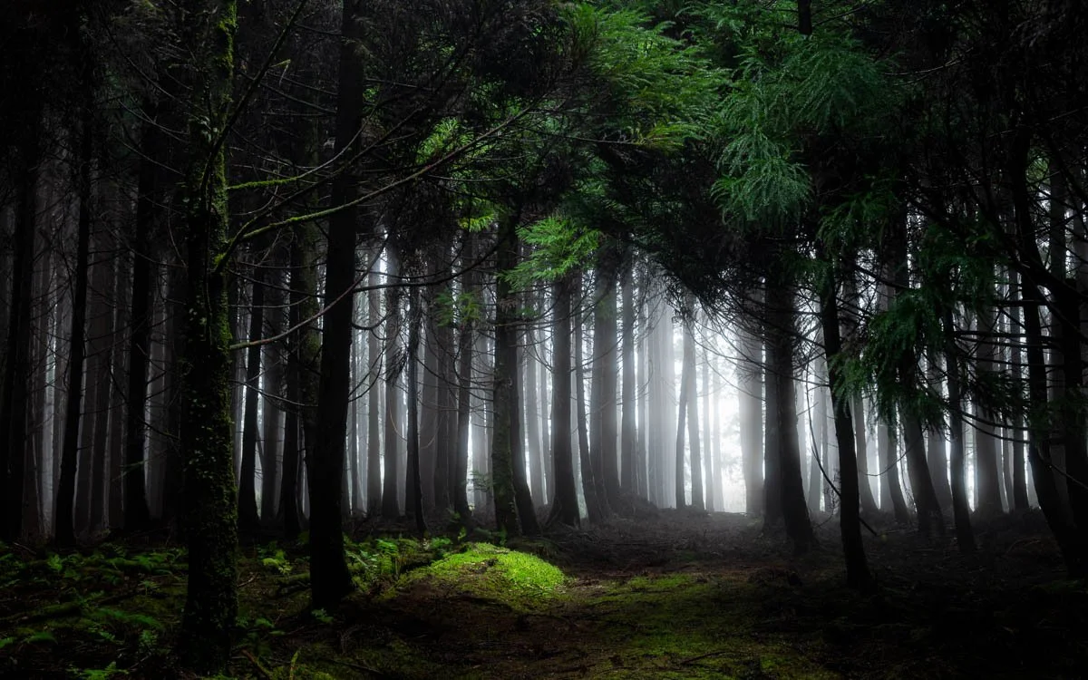 A foggy forest scene with tall trees and green moss on the ground.