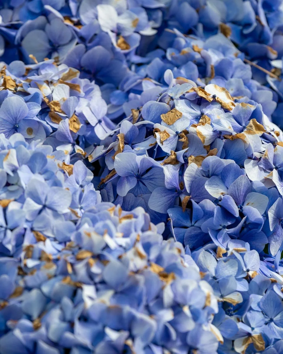Close-up of blue hydrangea flowers with some withered brown petals mixed in.