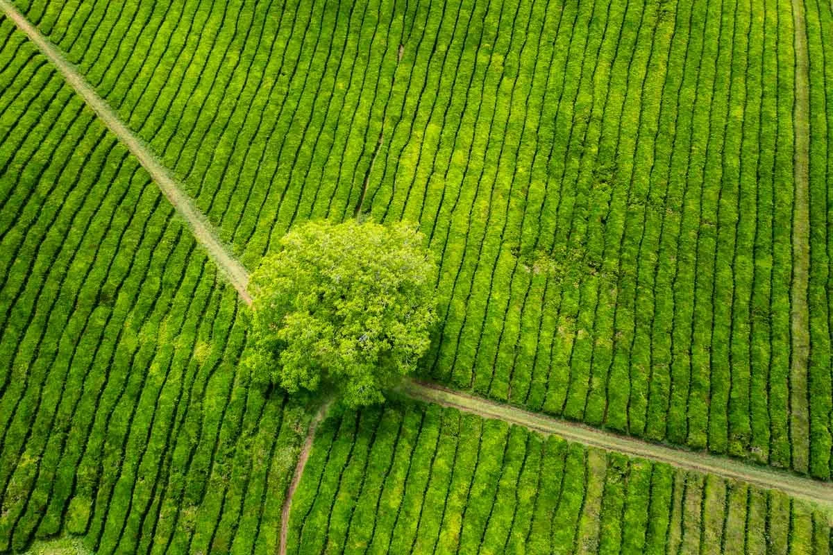 An aerial view of a lush green tea plantation with rows of tea shrubs and a large tree at the center intersected by dirt paths.