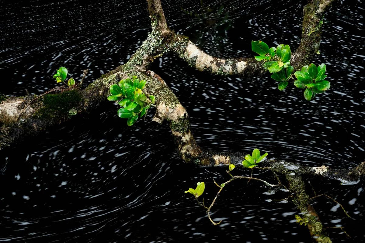 A branch with green leaves floating on dark water.