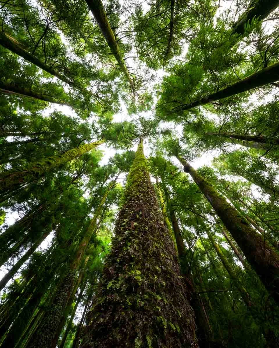 Looking up at tall green trees in a forest with a partly cloudy sky visible above.