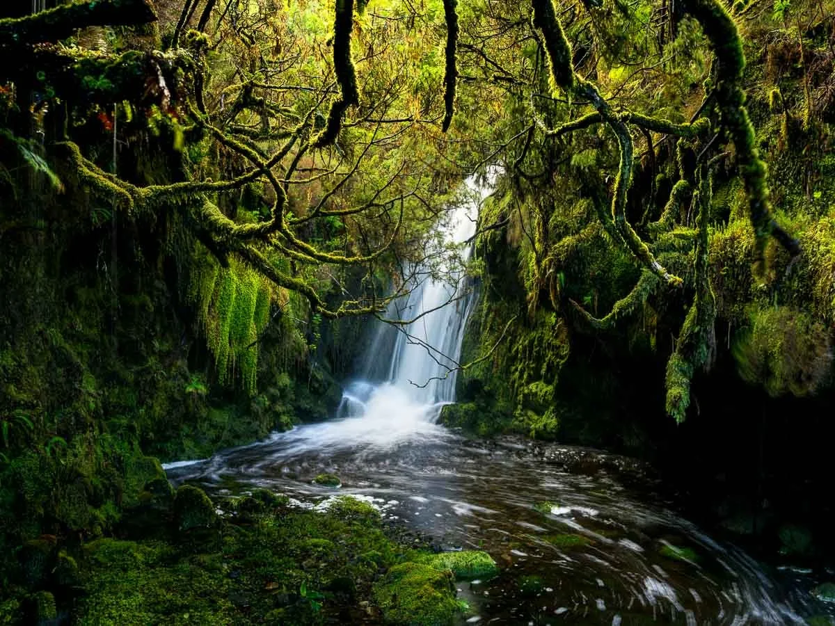 A lush green forest scene with moss-covered tree branches hanging over a flowing stream and a small waterfall in the background.