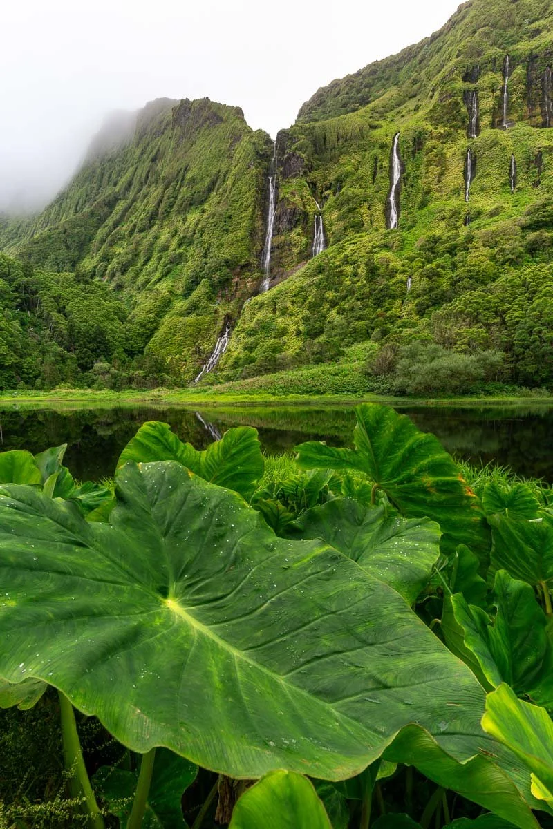 Lush green tropical plants with large leaves in the foreground, a calm reflective body of water, and a mountain with waterfalls and dense forest in the background, partially shrouded in mist.