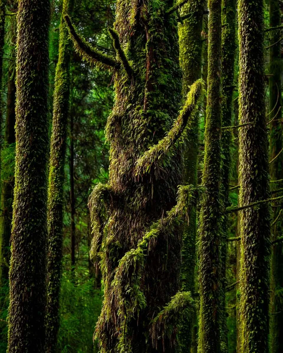 A moss-covered branch in a dense, lush forest with tall trees.