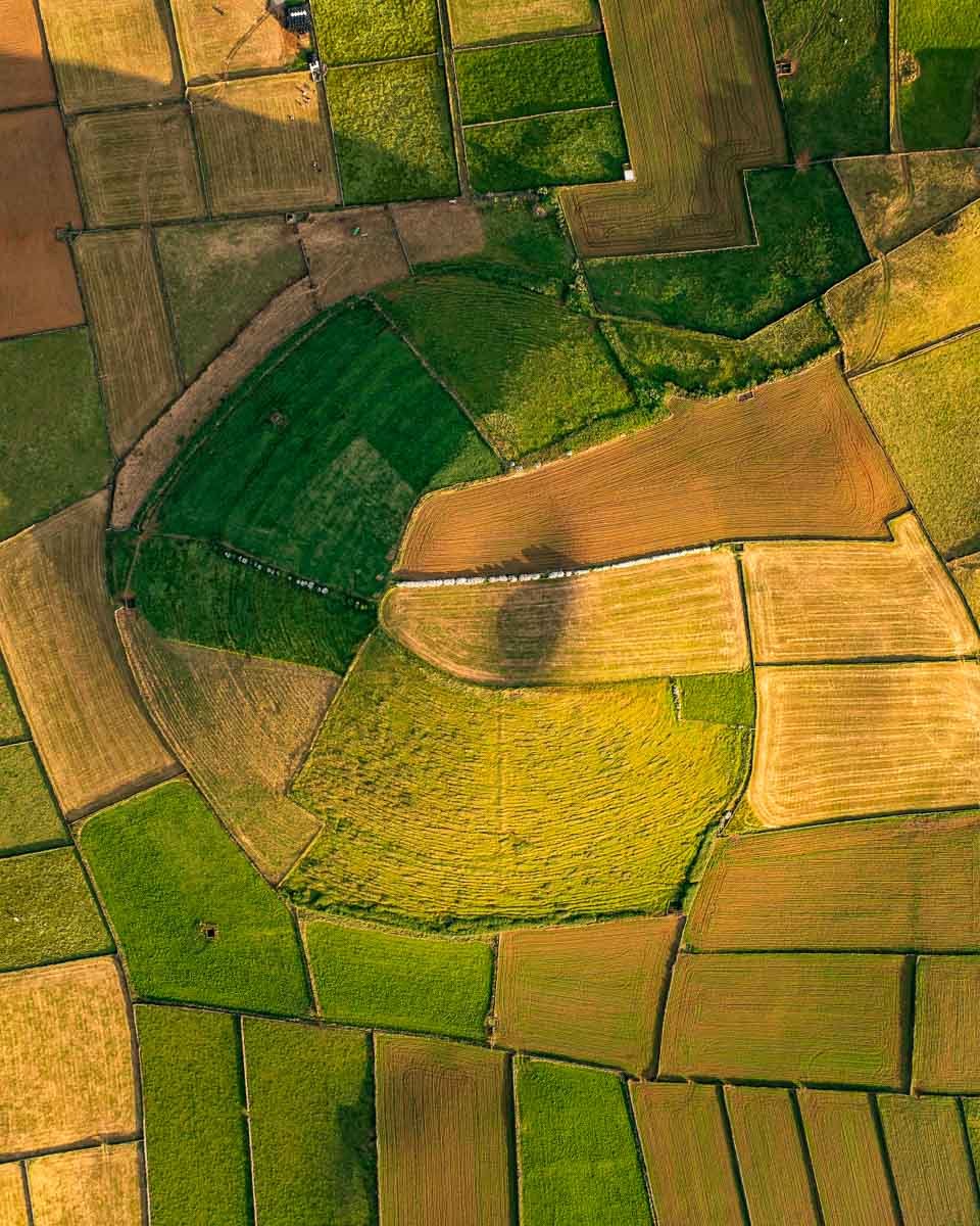 Aerial view of various farmland fields in different shapes and colors, including green, yellow, and brown, separated by narrow dirt roads.