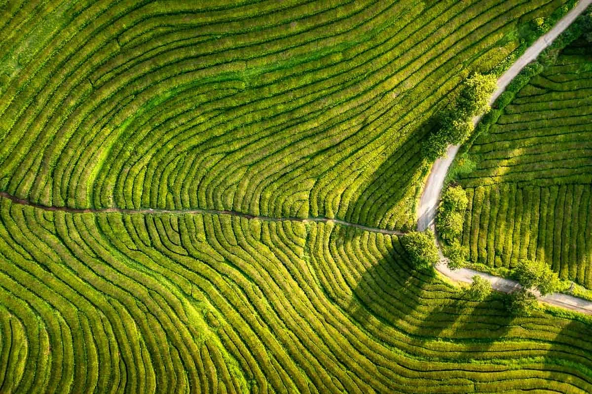 Aerial view of green tea plantation with curved rows of tea bushes and a few trees along the dirt pathways.