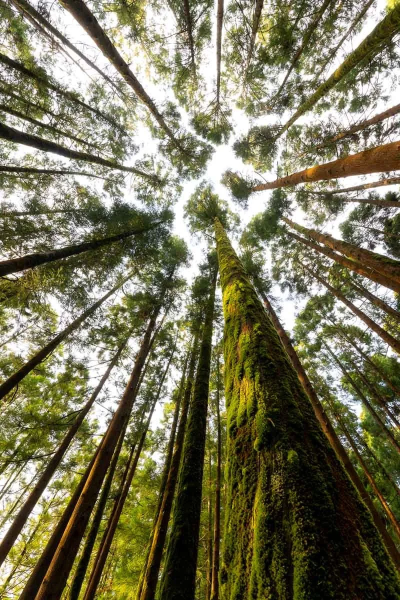 Looking up at tall moss-covered trees in a dense forest with sunlight filtering through the leaves.