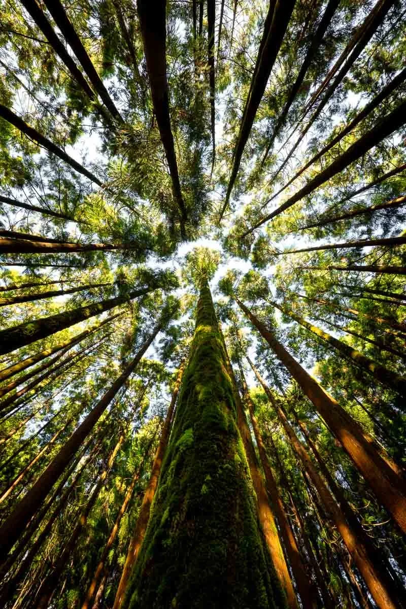 Looking up at tall trees in a dense forest with sunlight filtering through the green leaves.