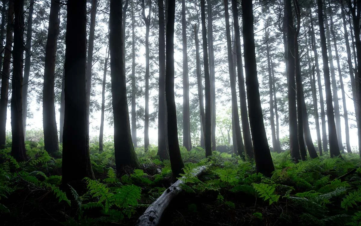 Dense forest with tall trees and green ferns on the forest floor, sunlight filtering through the canopy.