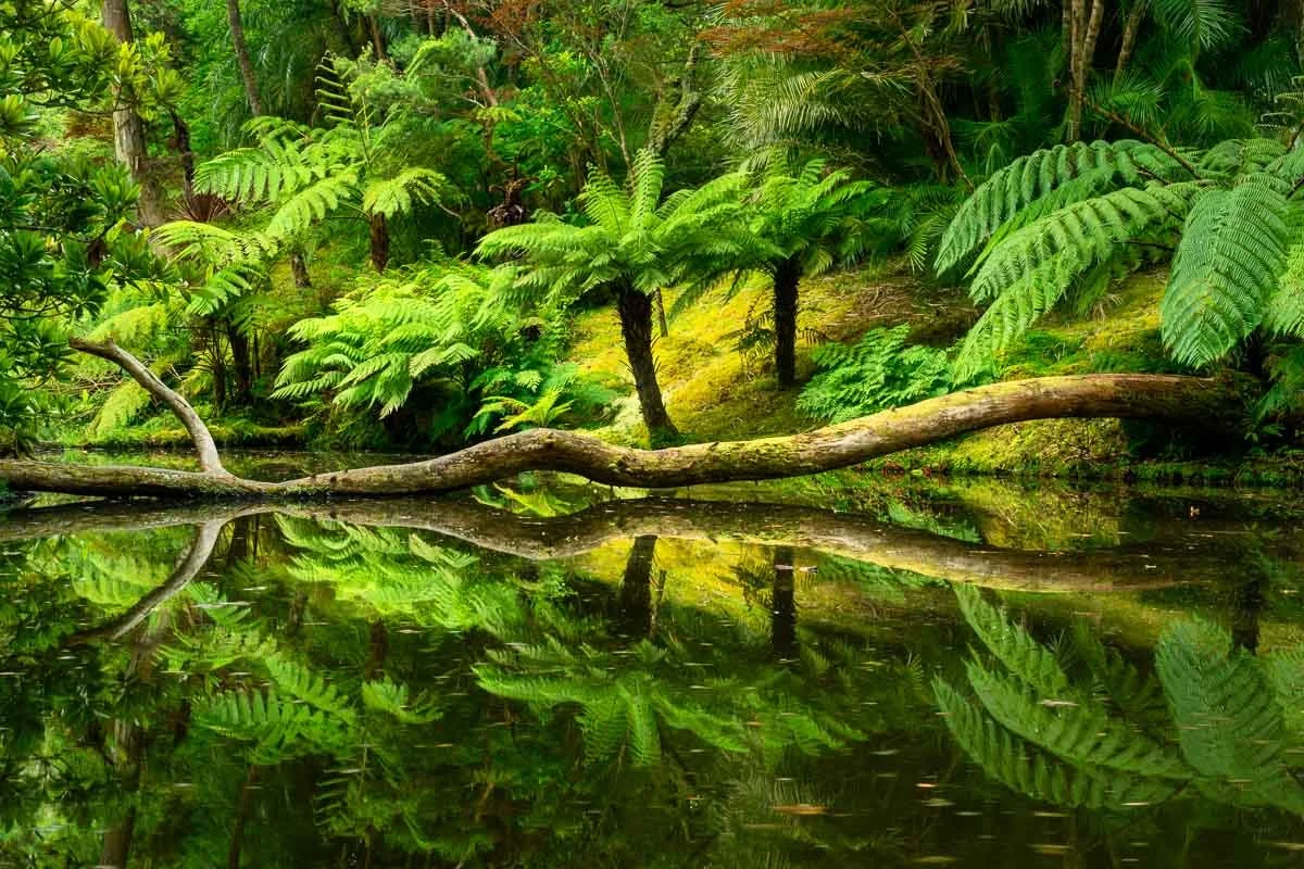 Lush green ferns and trees along a riverbank with a fallen log, reflecting in the calm water.