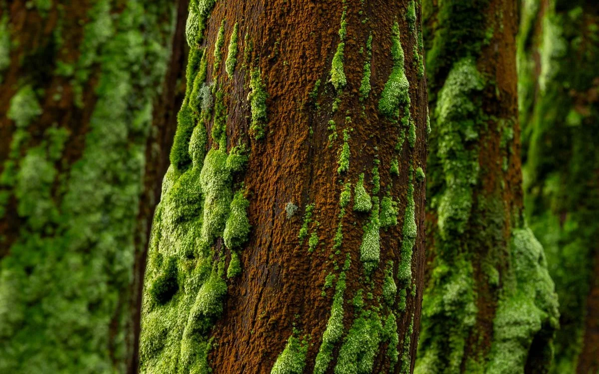 Close-up of tree trunk covered in green moss in a forest.