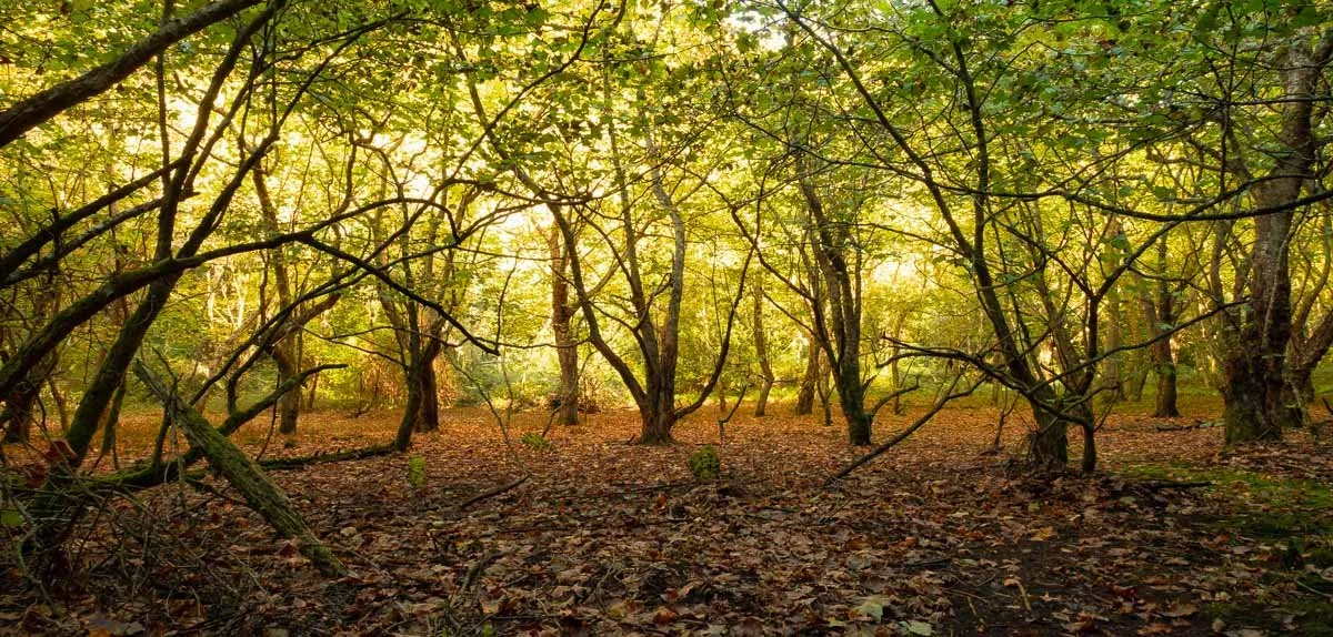 A forest with trees and fallen leaves on the ground, sunlight shining through the branches.