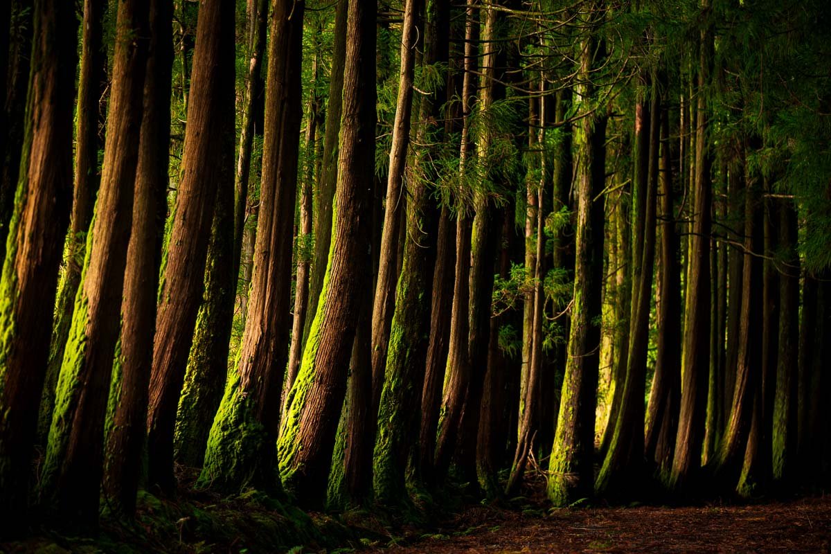 A dense forest with tall trees covered in green moss, sunlight filtering through the foliage.