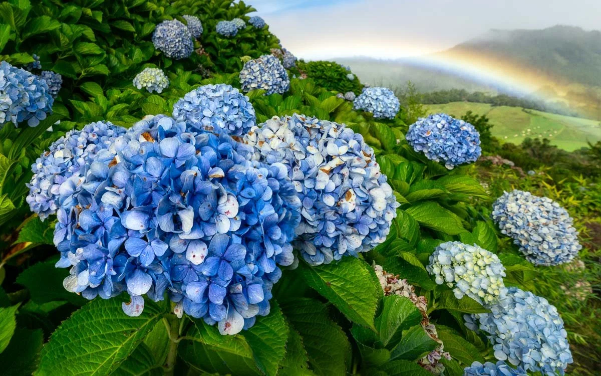 Blue hydrangea flowers with a rainbow in the sky over a green landscape.