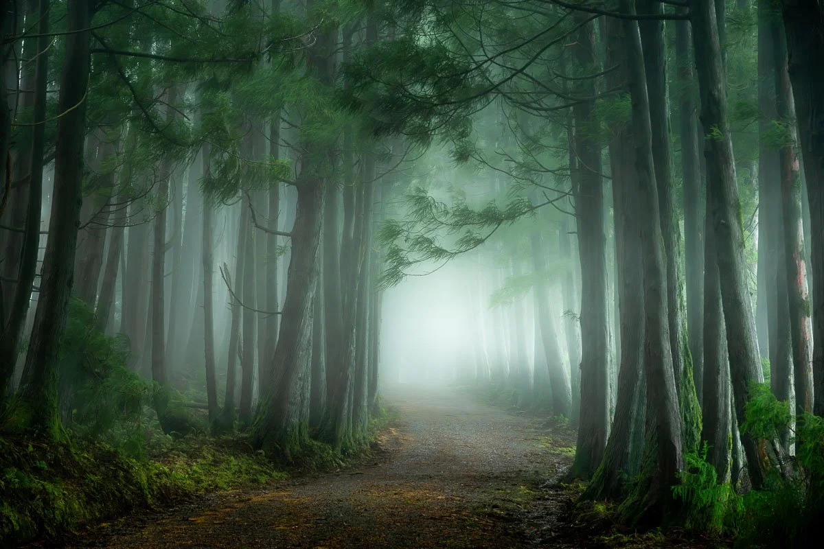 A misty forest with tall trees lining a dirt path that disappears into the fog.